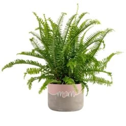 Grower's Choice Fern Indoor Plant In 6 In. Two-Tone Decor Planter, Avg. Shipping Height 1-2 Ft. Tall