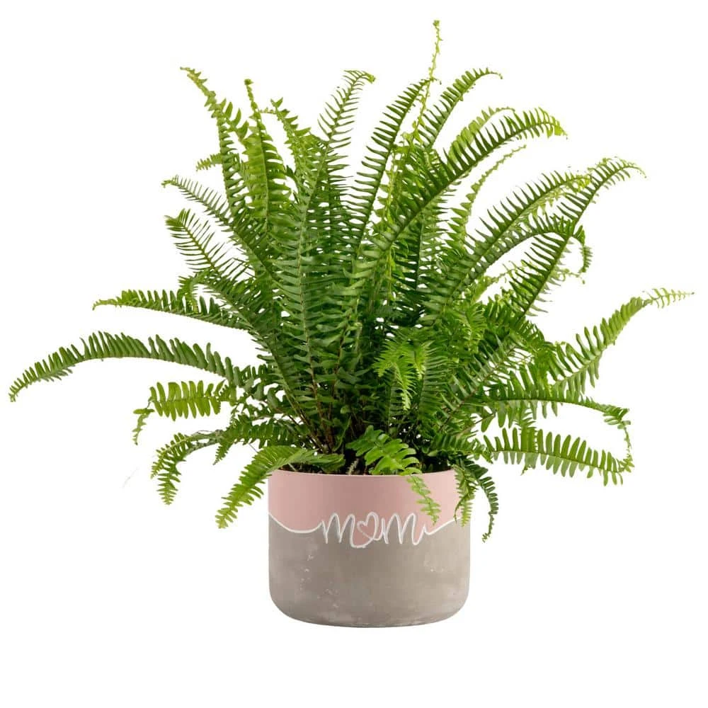 Grower's Choice Fern Indoor Plant In 6 In. Two-Tone Decor Planter, Avg. Shipping Height 1-2 Ft. Tall 3 Grower's Choice Fern Indoor Plant In 6 In. Two-Tone Decor Planter, Avg. Shipping Height 1-2 Ft. Tall