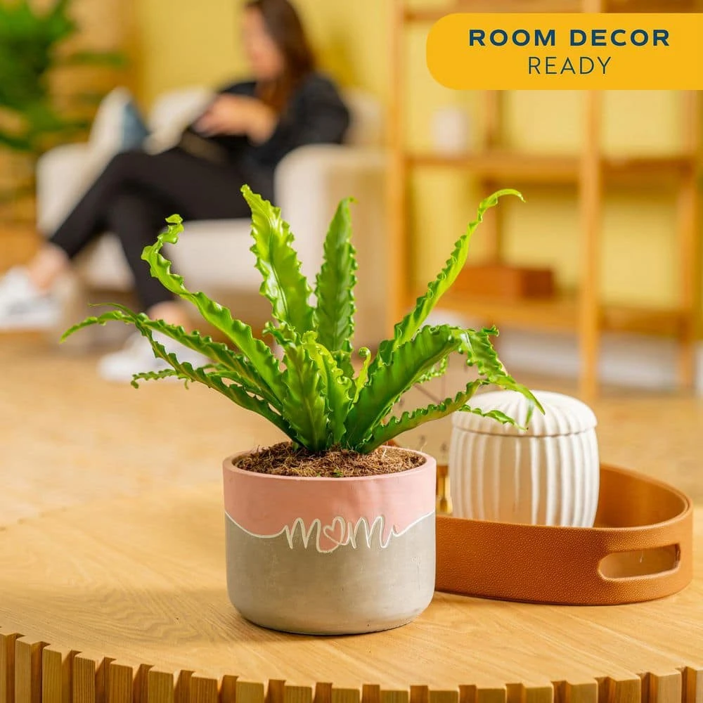 Grower's Choice Fern Indoor Plant In 6 In. Two-Tone Decor Planter, Avg. Shipping Height 1-2 Ft. Tall 4 Grower's Choice Fern Indoor Plant In 6 In. Two-Tone Decor Planter, Avg. Shipping Height 1-2 Ft. Tall - Image 2