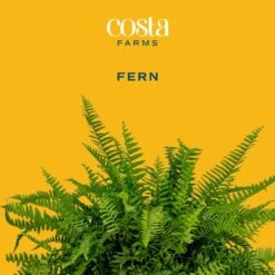Grower's Choice Fern Indoor Plant In 6 In. Two-Tone Decor Planter, Avg. Shipping Height 1-2 Ft. Tall 12 Grower's Choice Fern Indoor Plant In 6 In. Two-Tone Decor Planter, Avg. Shipping Height 1-2 Ft. Tall -Home plant costa farms house plants co 6fern 3 2to c3 1000