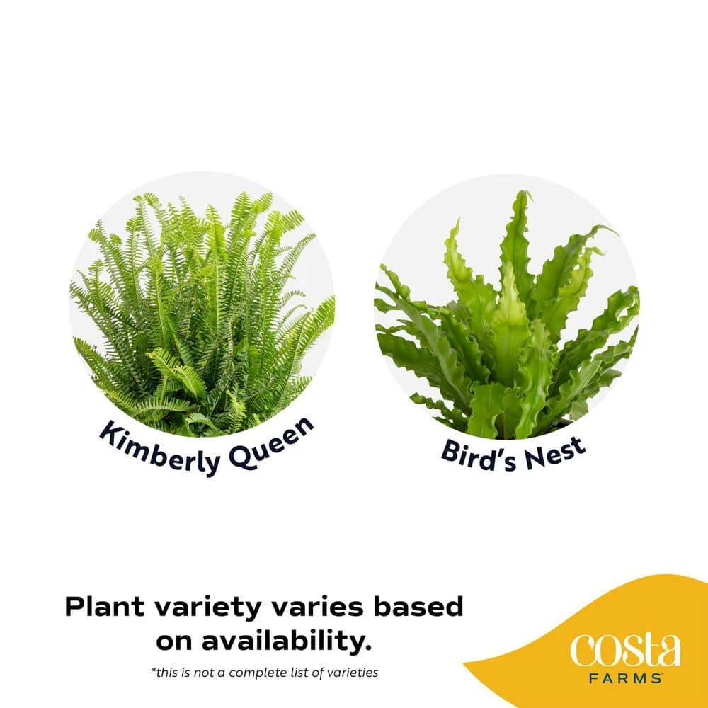 Grower's Choice Fern Indoor Plant In 6 In. Decor Pot, Avg. Shipping Height 1-2 Ft. Tall 5 Grower's Choice Fern Indoor Plant In 6 In. Decor Pot, Avg. Shipping Height 1-2 Ft. Tall - Image 3