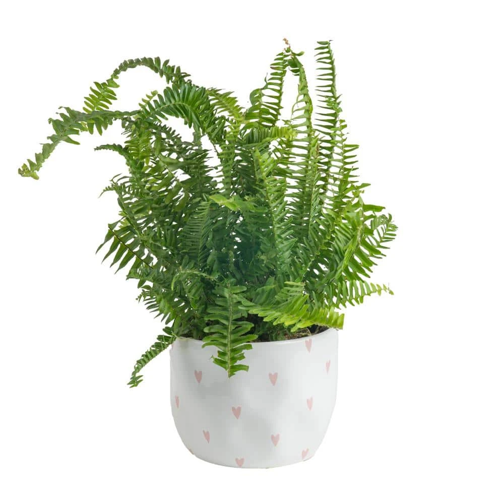 Grower's Choice Fern Indoor Plant In 6 In. Decor Pot, Avg. Shipping Height 1-2 Ft. Tall 3 Grower's Choice Fern Indoor Plant In 6 In. Decor Pot, Avg. Shipping Height 1-2 Ft. Tall