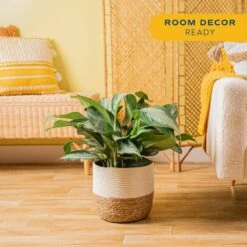 Grower's Choice Aglaonema Indoor Plant In 9.25 In. Decor Basket Pot, Avg. Shipping Height 2-3 Ft. Tall -Home plant costa farms house plants co aa10 3 cyl 31 1000