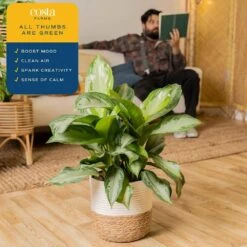 Grower's Choice Aglaonema Indoor Plant In 9.25 In. Decor Basket Pot, Avg. Shipping Height 2-3 Ft. Tall -Home plant costa farms house plants co aa10 3 cyl 44 1000