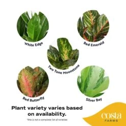 Grower's Choice Aglaonema Indoor Plant In 9.25 In. Decor Basket Pot, Avg. Shipping Height 2-3 Ft. Tall -Home plant costa farms house plants co aa10 3 cyl 4f 1000