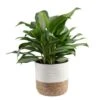 Grower's Choice Aglaonema Indoor Plant In 9.25 In. Decor Basket Pot, Avg. Shipping Height 2-3 Ft. Tall 1 Grower's Choice Aglaonema Indoor Plant In 9.25 In. Decor Basket Pot, Avg. Shipping Height 2-3 Ft. Tall -Home plant costa farms house plants co aa10 3 cyl 64 1000