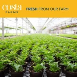 Front Page -Home plant costa farms house plants co aa10 3 cyl 66 1000