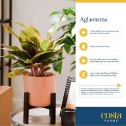 Grower's Choice Aglaonema Indoor Plant In 9.25 In. Decor Basket Pot, Avg. Shipping Height 2-3 Ft. Tall -Home plant costa farms house plants co aa10 3 cyl fa 1000