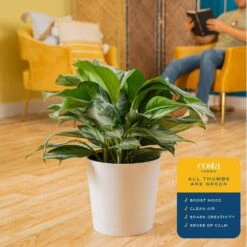 Grower's Choice Aglaonema Indoor Plant In 9.25 In. Decor Planter, Avg. Shipping Height 2-3 Ft. Tall 17 Grower's Choice Aglaonema Indoor Plant In 9.25 In. Decor Planter, Avg. Shipping Height 2-3 Ft. Tall -Home plant costa farms house plants co aa10 3 sea 31 1000