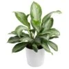 Grower's Choice Aglaonema Indoor Plant In 9.25 In. Decor Planter, Avg. Shipping Height 2-3 Ft. Tall 2 Grower's Choice Aglaonema Indoor Plant In 9.25 In. Decor Planter, Avg. Shipping Height 2-3 Ft. Tall -Home plant costa farms house plants co aa10 3 sea 64 1000