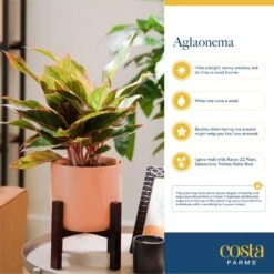 Grower's Choice Aglaonema Indoor Plant In 9.25 In. Decor Planter, Avg. Shipping Height 2-3 Ft. Tall 15 Grower's Choice Aglaonema Indoor Plant In 9.25 In. Decor Planter, Avg. Shipping Height 2-3 Ft. Tall -Home plant costa farms house plants co aa10 3 sea fa 1000