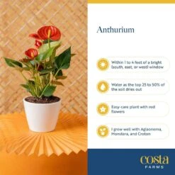 Anthurium Indoor Plant In 4 In. Heart Decor Washable Paper, Average Shipping Height 1-2 Ft. Tall 13 Anthurium Indoor Plant In 4 In. Heart Decor Washable Paper, Average Shipping Height 1-2 Ft. Tall -Home plant costa farms house plants co aad04 wht 1f 1000