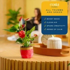 Anthurium Indoor Plant In 4 In. Heart Decor Washable Paper, Average Shipping Height 1-2 Ft. Tall 17 Anthurium Indoor Plant In 4 In. Heart Decor Washable Paper, Average Shipping Height 1-2 Ft. Tall -Home plant costa farms house plants co aad04 wht 31 1000