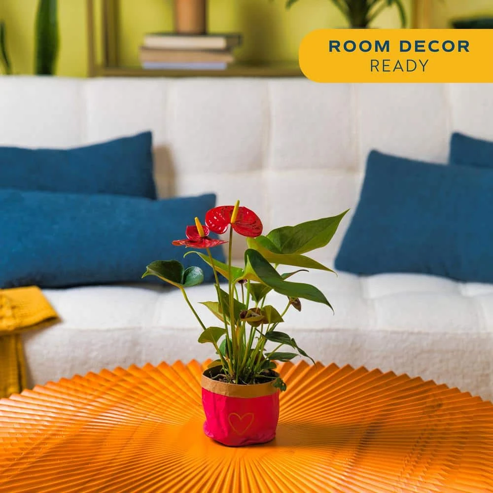 Anthurium Indoor Plant In 4 In. Heart Decor Washable Paper, Average Shipping Height 1-2 Ft. Tall 5 Anthurium Indoor Plant In 4 In. Heart Decor Washable Paper, Average Shipping Height 1-2 Ft. Tall - Image 3