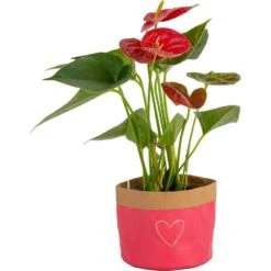 Anthurium Indoor Plant In 4 In. Heart Decor Washable Paper, Average Shipping Height 1-2 Ft. Tall