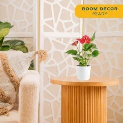 Blooming Anthurium Indoor Plant In 4 In. White Decor Pot, Avg. Shipping Height 1-2 Ft. Tall -Home plant costa farms house plants co aad04sch 1f 1000