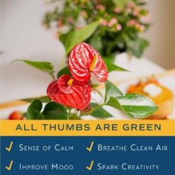 Blooming Anthurium Indoor Plant In 4 In. White Decor Pot, Avg. Shipping Height 1-2 Ft. Tall -Home plant costa farms house plants co aad04sch 4f 1000