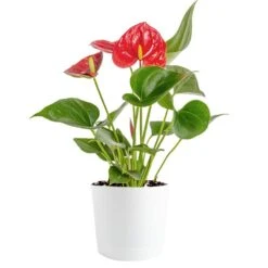 Blooming Anthurium Indoor Plant In 4 In. White Decor Pot, Avg. Shipping Height 1-2 Ft. Tall