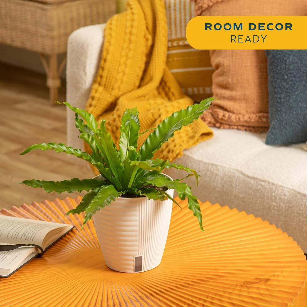 Bird's Nest Fern Indoor Plant In 6 In. Self-Watering Decor Pot, Avg. Shipping Height 1-2 Ft. Tall 6 Bird's Nest Fern Indoor Plant In 6 In. Self-Watering Decor Pot, Avg. Shipping Height 1-2 Ft. Tall - Image 4