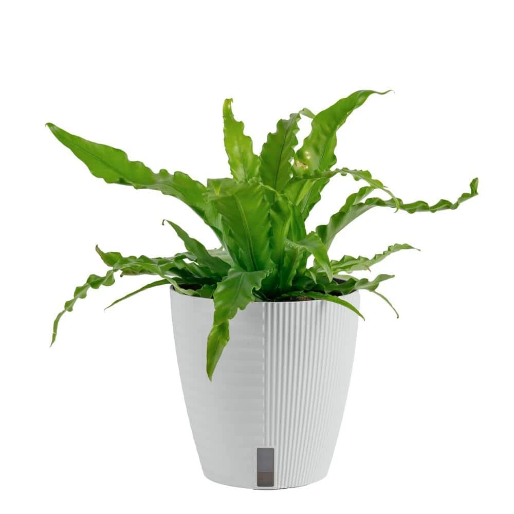 Bird's Nest Fern Indoor Plant In 6 In. Self-Watering Decor Pot, Avg. Shipping Height 1-2 Ft. Tall 3 Bird's Nest Fern Indoor Plant In 6 In. Self-Watering Decor Pot, Avg. Shipping Height 1-2 Ft. Tall