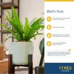 Bird's Nest Fern Indoor Plant In 6 In. Self-Watering Decor Pot, Avg. Shipping Height 1-2 Ft. Tall 14 Bird's Nest Fern Indoor Plant In 6 In. Self-Watering Decor Pot, Avg. Shipping Height 1-2 Ft. Tall -Home plant costa farms house plants co adh7 3 cyl fa 1000