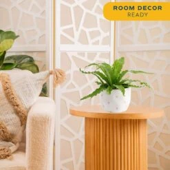 Bird's Nest Fern Indoor Plant In 6 In. Decor Pot, Avg. Shipping Height 1-2 Ft. Tall 12 Bird's Nest Fern Indoor Plant In 6 In. Decor Pot, Avg. Shipping Height 1-2 Ft. Tall -Home plant costa farms house plants co adh7 3 hsh 1f 1000