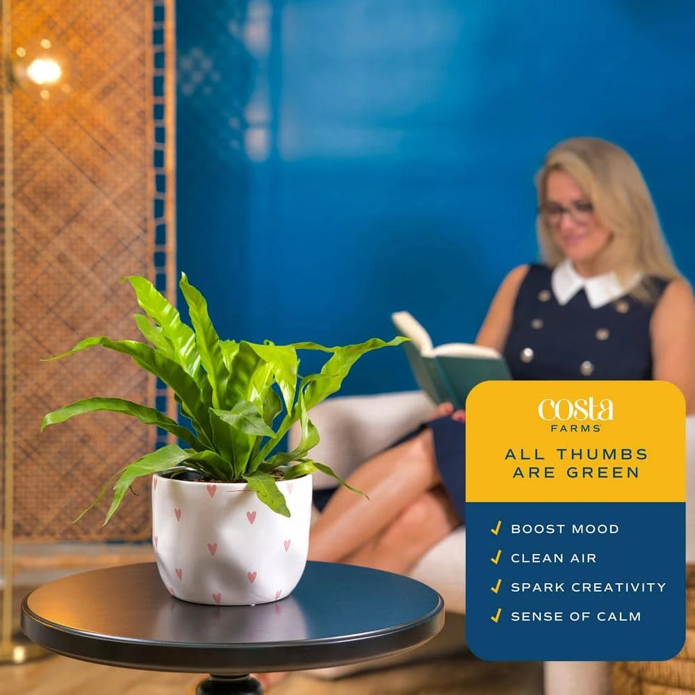 Bird's Nest Fern Indoor Plant In 6 In. Decor Pot, Avg. Shipping Height 1-2 Ft. Tall 5 Bird's Nest Fern Indoor Plant In 6 In. Decor Pot, Avg. Shipping Height 1-2 Ft. Tall - Image 3