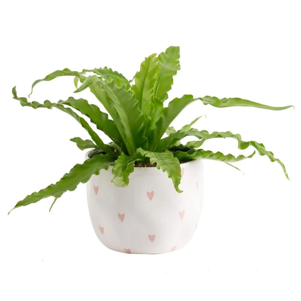 Bird's Nest Fern Indoor Plant In 6 In. Decor Pot, Avg. Shipping Height 1-2 Ft. Tall 3 Bird's Nest Fern Indoor Plant In 6 In. Decor Pot, Avg. Shipping Height 1-2 Ft. Tall