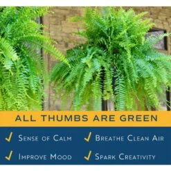 Boston Fern Indoor/Outdoor Plant In 10 In. Hanging Grower's Pot, Avg. Shipping Height 1-2 Ft. Tall (2-Pack) -Home plant costa farms house plants co bf10 pk2 31 1000