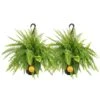 Boston Fern Indoor/Outdoor Plant In 10 In. Hanging Grower's Pot, Avg. Shipping Height 1-2 Ft. Tall (2-Pack) 1 Boston Fern Indoor/Outdoor Plant In 10 In. Hanging Grower's Pot, Avg. Shipping Height 1-2 Ft. Tall (2-Pack) -Home plant costa farms house plants co bf10 pk2 64 1000