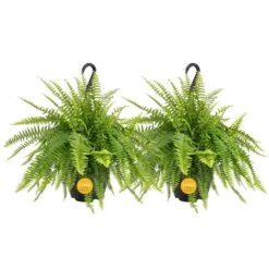 Boston Fern Indoor/Outdoor Plant In 10 In. Hanging Grower's Pot, Avg. Shipping Height 1-2 Ft. Tall (2-Pack)
