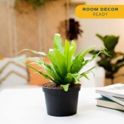 Bird's Nest Fern Indoor Plant In 6 In. Grower Pot, Avg. Shipping Height 1-2 Ft. Tall 13 Bird's Nest Fern Indoor Plant In 6 In. Grower Pot, Avg. Shipping Height 1-2 Ft. Tall -Home plant costa farms house plants co brdfern 3 gp 1f 1000