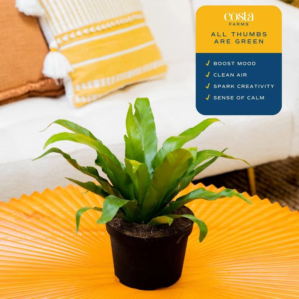 Bird's Nest Fern Indoor Plant In 6 In. Grower Pot, Avg. Shipping Height 1-2 Ft. Tall 5 Bird's Nest Fern Indoor Plant In 6 In. Grower Pot, Avg. Shipping Height 1-2 Ft. Tall - Image 3