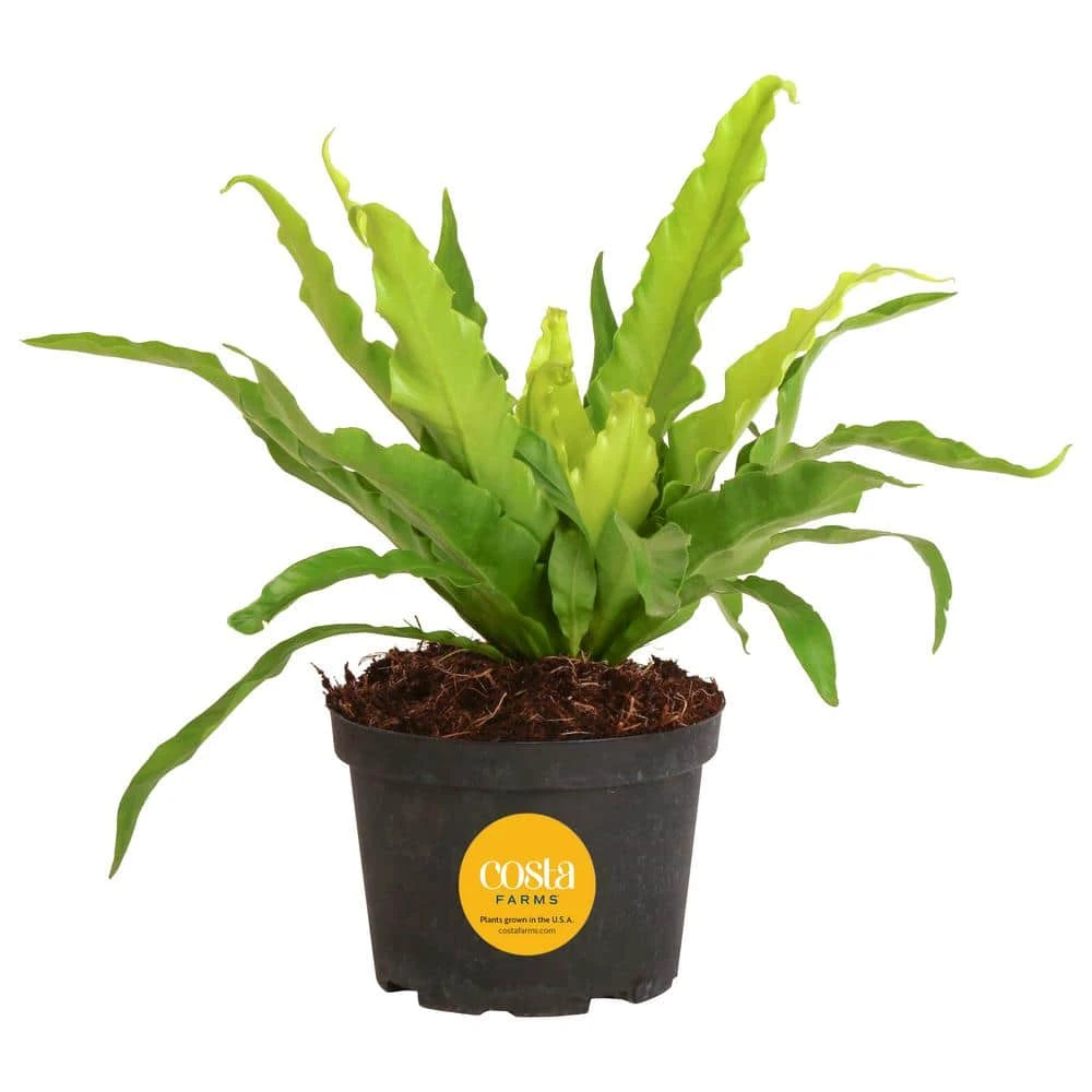 Bird's Nest Fern Indoor Plant In 6 In. Grower Pot, Avg. Shipping Height 1-2 Ft. Tall 3 Bird's Nest Fern Indoor Plant In 6 In. Grower Pot, Avg. Shipping Height 1-2 Ft. Tall