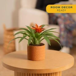Grower's Choice Bromeliad Indoor Plant In 4 In. Home Sweet Home Ceramic Planter, Avg. Shipping Height 1-2 Ft. Tall 13 Grower's Choice Bromeliad Indoor Plant In 4 In. Home Sweet Home Ceramic Planter, Avg. Shipping Height 1-2 Ft. Tall -Home plant costa farms house plants co bro4gp 3 hsh 4f 1000