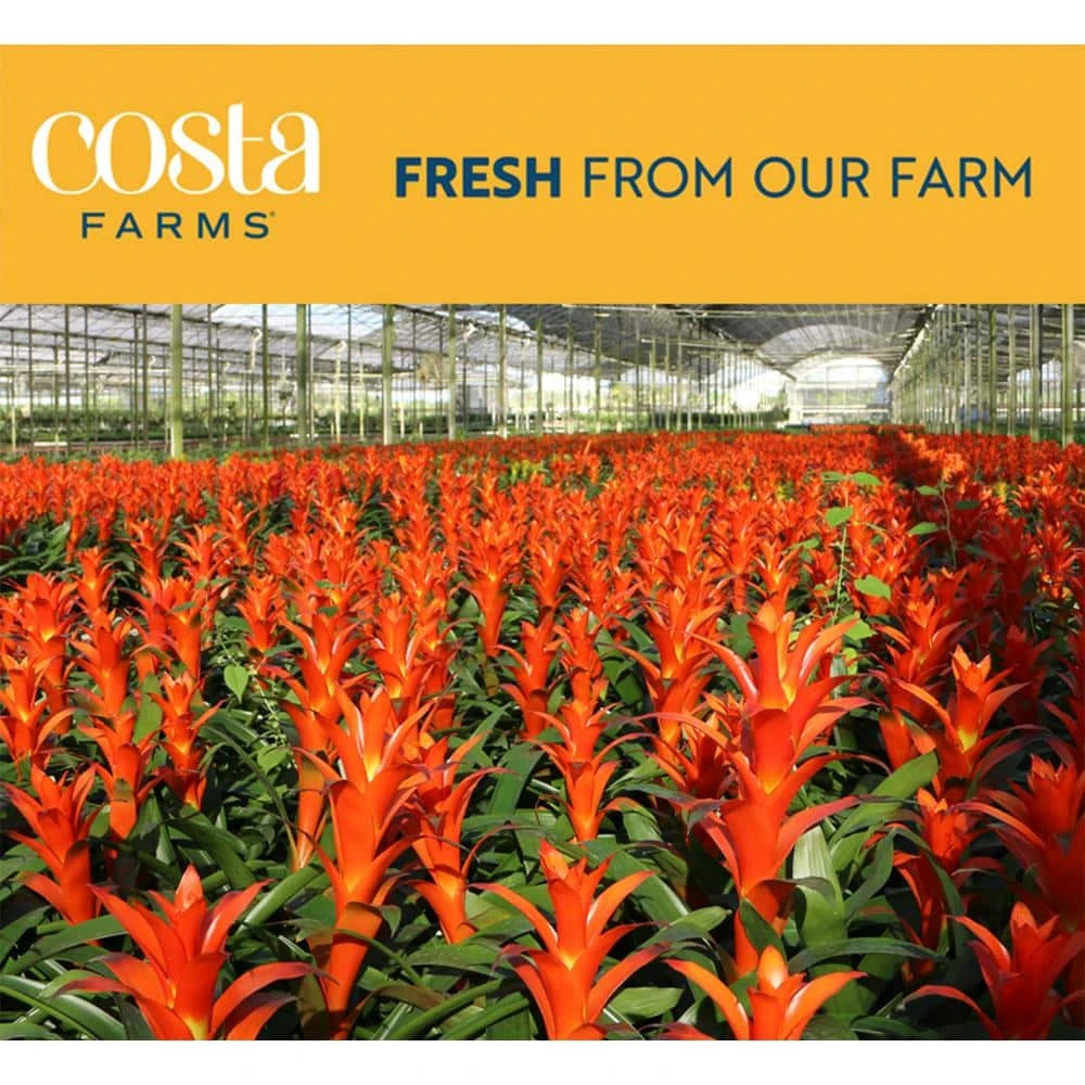 Grower's Choice Bromeliad Indoor Plant In 4 In. Home Sweet Home Ceramic Planter, Avg. Shipping Height 1-2 Ft. Tall 4 Grower's Choice Bromeliad Indoor Plant In 4 In. Home Sweet Home Ceramic Planter, Avg. Shipping Height 1-2 Ft. Tall - Image 2