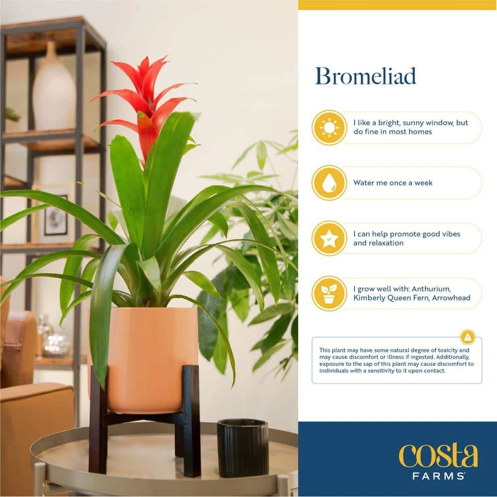 Grower's Choice Bromeliad Indoor Plant In 4 In. Home Sweet Home Ceramic Planter, Avg. Shipping Height 1-2 Ft. Tall 9 Grower's Choice Bromeliad Indoor Plant In 4 In. Home Sweet Home Ceramic Planter, Avg. Shipping Height 1-2 Ft. Tall - Image 7