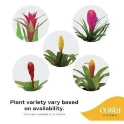 Grower's Choice Bromeliad Indoor Plant In 6 In. Grower Pot, Avg. Shipping Height 1-2 Ft. Tall (2-Pack) 15 Grower's Choice Bromeliad Indoor Plant In 6 In. Grower Pot, Avg. Shipping Height 1-2 Ft. Tall (2-Pack) -Home plant costa farms house plants co bro6gp2pk 1f 1000