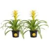 Grower's Choice Bromeliad Indoor Plant In 6 In. Grower Pot, Avg. Shipping Height 1-2 Ft. Tall (2-Pack) 1 Grower's Choice Bromeliad Indoor Plant In 6 In. Grower Pot, Avg. Shipping Height 1-2 Ft. Tall (2-Pack) -Home plant costa farms house plants co bro6gp2pk 64 1000