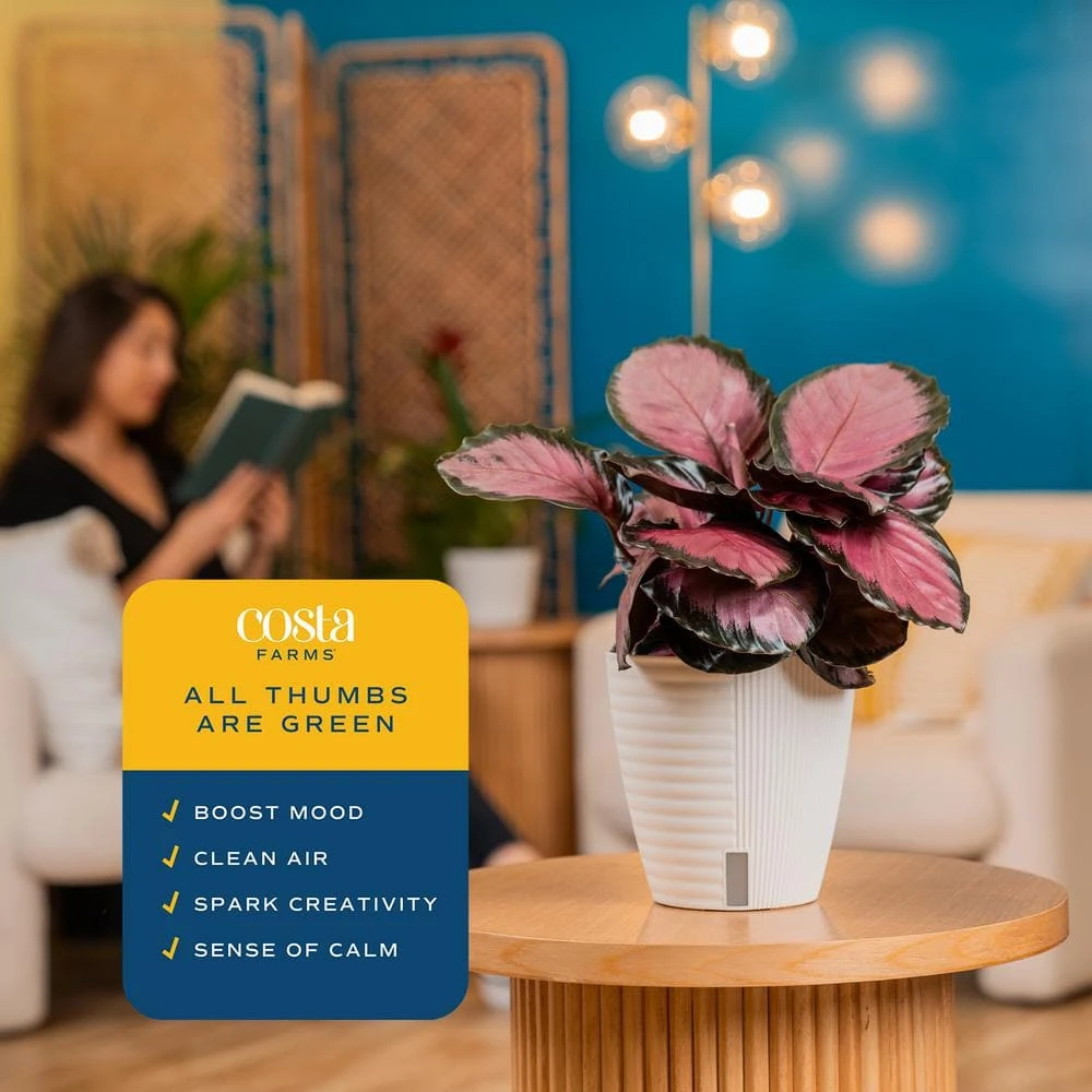 Grower's Choice Calathea Indoor Plant In 6 In. Self-Watering Decor Pot, Avg. Shipping Height 10 In. Tall 4 Grower's Choice Calathea Indoor Plant In 6 In. Self-Watering Decor Pot, Avg. Shipping Height 10 In. Tall - Image 2