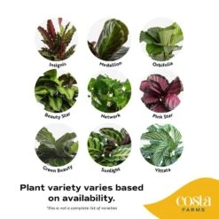 Grower's Choice Calathea Indoor Plant In 6 In. Self-Watering Decor Pot, Avg. Shipping Height 10 In. Tall 16 Grower's Choice Calathea Indoor Plant In 6 In. Self-Watering Decor Pot, Avg. Shipping Height 10 In. Tall -Home plant costa farms house plants co cmd07 3 cyl 1f 1000
