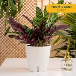 Grower's Choice Calathea Indoor Plant In 6 In. Self-Watering Decor Pot, Avg. Shipping Height 10 In. Tall 15 Grower's Choice Calathea Indoor Plant In 6 In. Self-Watering Decor Pot, Avg. Shipping Height 10 In. Tall -Home plant costa farms house plants co cmd07 3 cyl 4f 1000