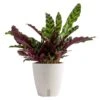 Grower's Choice Calathea Indoor Plant In 6 In. Self-Watering Decor Pot, Avg. Shipping Height 10 In. Tall 2 Grower's Choice Calathea Indoor Plant In 6 In. Self-Watering Decor Pot, Avg. Shipping Height 10 In. Tall -Home plant costa farms house plants co cmd07 3 cyl 64 1000