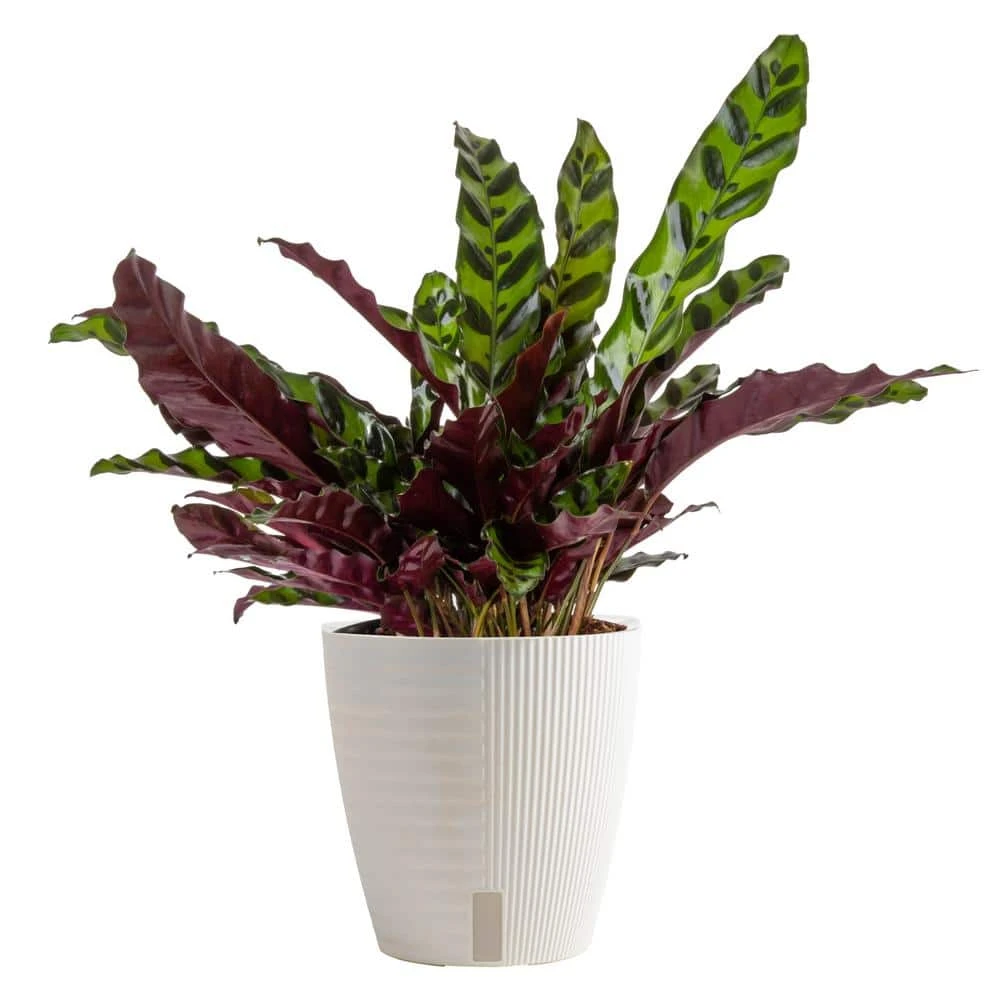 Grower's Choice Calathea Indoor Plant In 6 In. Self-Watering Decor Pot, Avg. Shipping Height 10 In. Tall 3 Grower's Choice Calathea Indoor Plant In 6 In. Self-Watering Decor Pot, Avg. Shipping Height 10 In. Tall