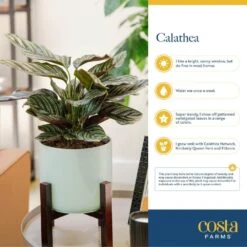 Grower's Choice Calathea Indoor Plant In 6 In. Decor Planter, Average Shipping Height 10 In. Tall 14 Grower's Choice Calathea Indoor Plant In 6 In. Decor Planter, Average Shipping Height 10 In. Tall -Home plant costa farms house plants co cmd07 3 hsh 44 1000