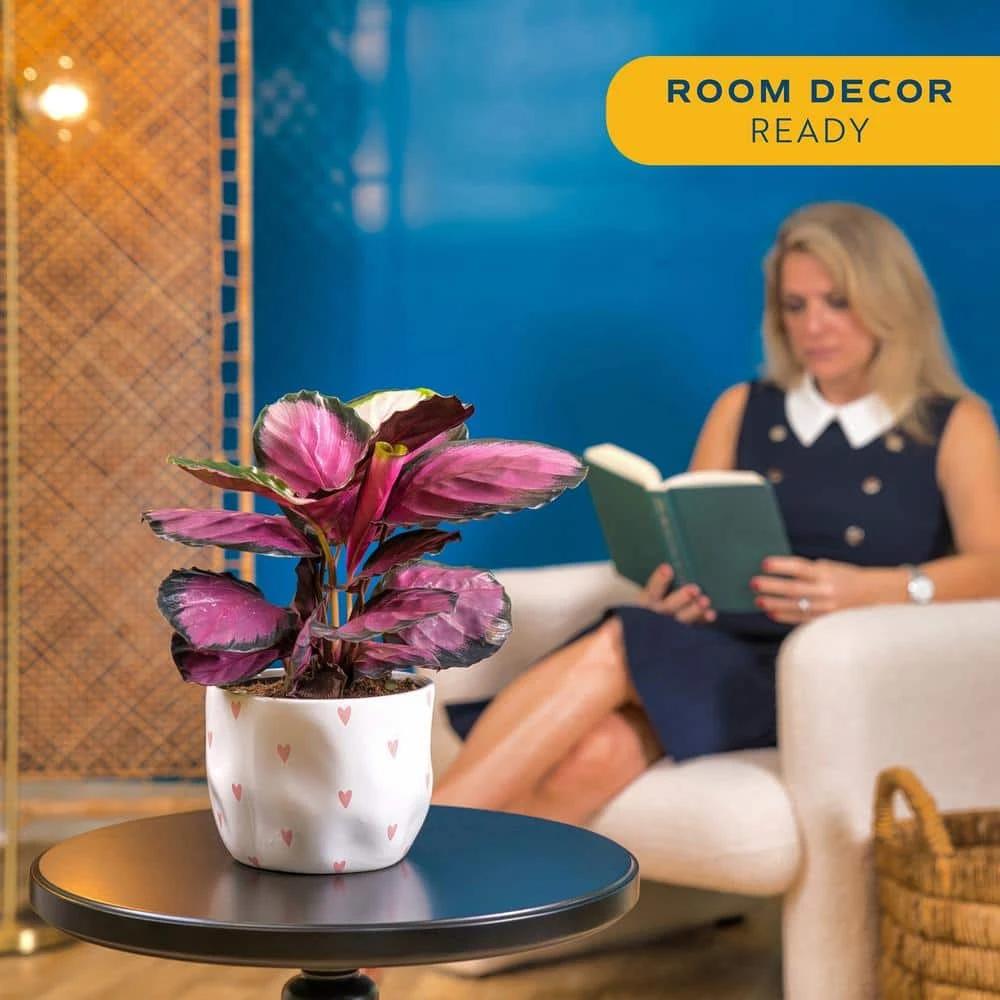 Grower's Choice Calathea Indoor Plant In 6 In. Decor Planter, Average Shipping Height 10 In. Tall 6 Grower's Choice Calathea Indoor Plant In 6 In. Decor Planter, Average Shipping Height 10 In. Tall - Image 4