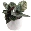 Grower's Choice Calathea Indoor Plant In 6 In. Decor Planter, Average Shipping Height 10 In. Tall 2 Grower's Choice Calathea Indoor Plant In 6 In. Decor Planter, Average Shipping Height 10 In. Tall -Home plant costa farms house plants co cmd07 3 hsh 64 1000