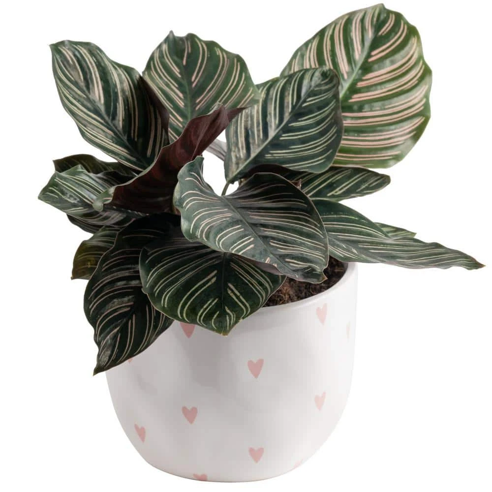 Grower's Choice Calathea Indoor Plant In 6 In. Decor Planter, Average Shipping Height 10 In. Tall 3 Grower's Choice Calathea Indoor Plant In 6 In. Decor Planter, Average Shipping Height 10 In. Tall