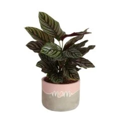 Grower's Choice Calathea Indoor Plant In 6 In. Decor Pot, Avg. Shipping Height 10 In. Tall