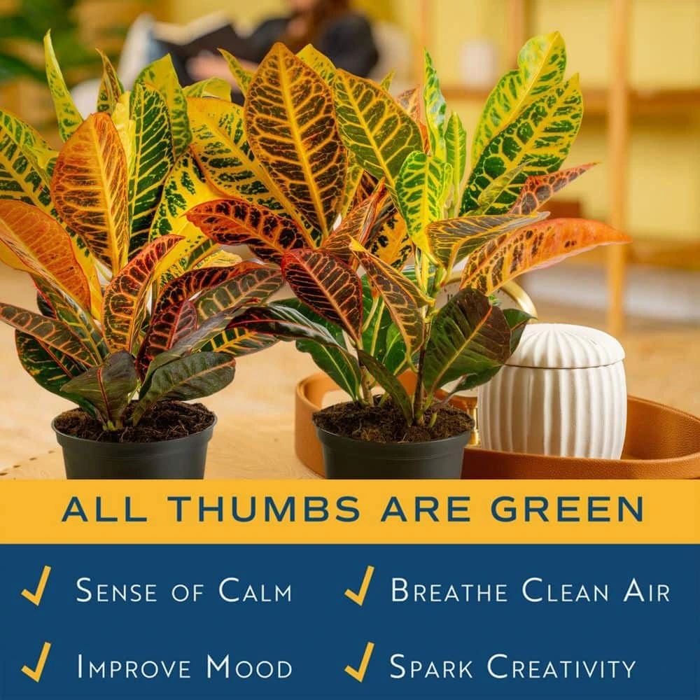 Croton Petra Indoor Plant In Grower's Pot, Average Shipping Height 1-2 Ft. Tall (2-Pack) 10 Croton Petra Indoor Plant In Grower's Pot, Average Shipping Height 1-2 Ft. Tall (2-Pack) - Image 8